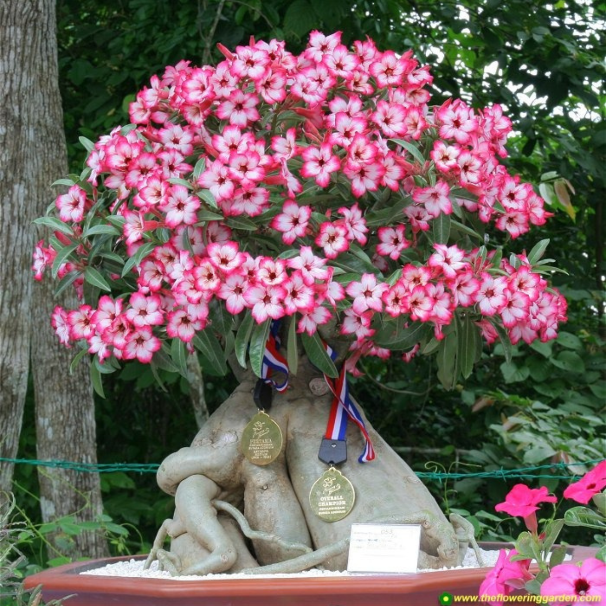 Rosa do Deserto