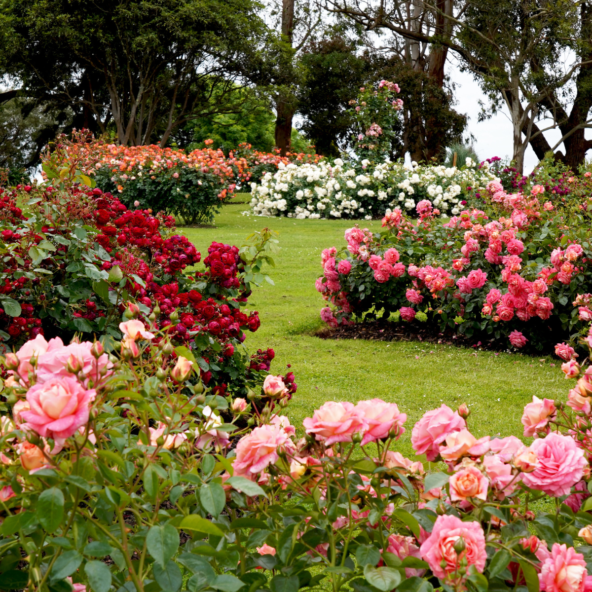 Flores