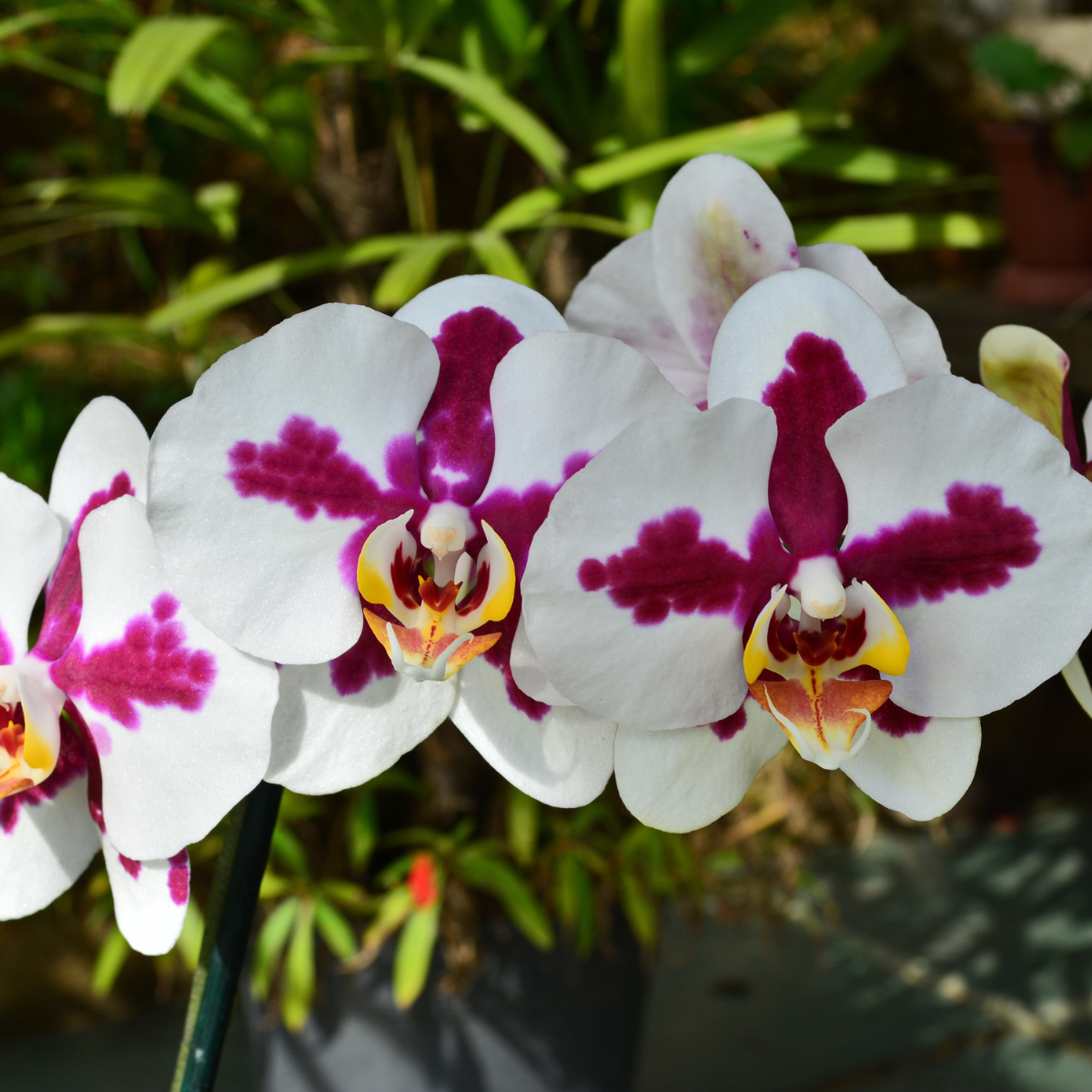 Orquídea